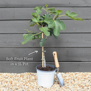 30cm 'Malling Leo Raspberry Plant | 3L Pot